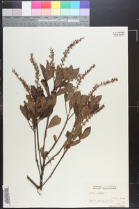 Clethra alnifolia image