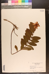 Hypericum calycinum image