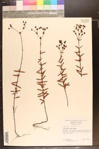 Hypericum cistifolium image