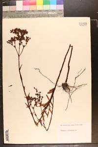 Hypericum cistifolium image