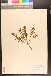 Hypericum densiflorum image