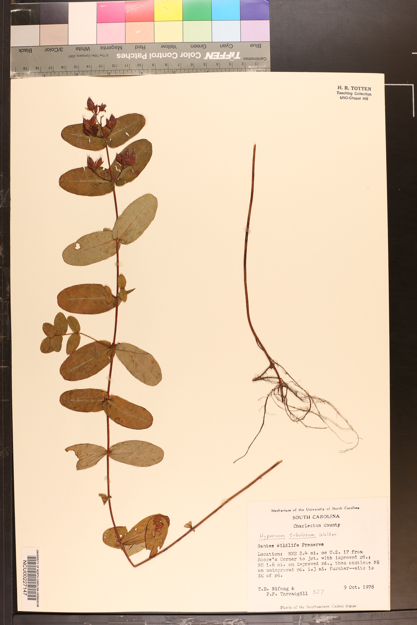 Hypericum tubulosum image