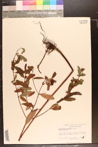 Hypericum walteri image