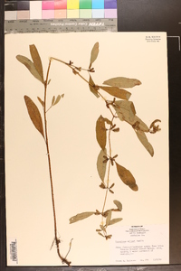 Hypericum walteri image