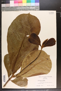 Terminalia catappa image