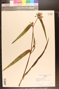 Tradescantia ohiensis image