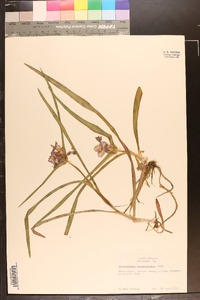 Tradescantia hirsuticaulis image