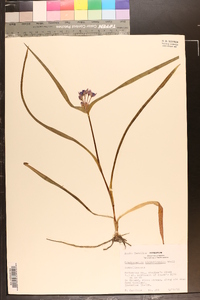 Tradescantia hirsuticaulis image