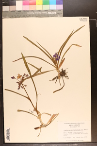 Tradescantia hirsuticaulis image