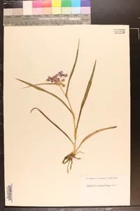 Tradescantia hirsuticaulis image