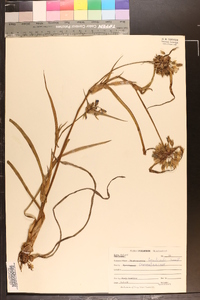 Tradescantia hirsuticaulis image