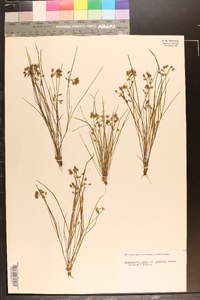 Tradescantia rosea var. graminea image