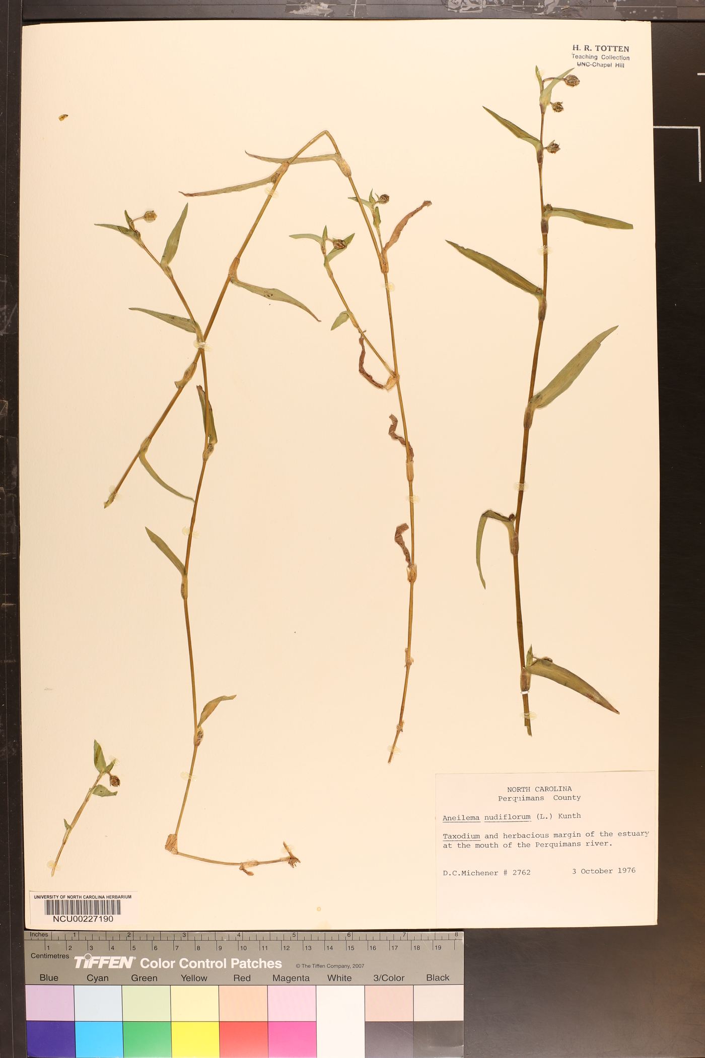 Aneilema nudiflorum image