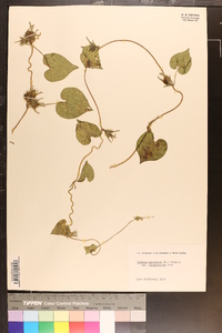 Ipomoea hederacea image