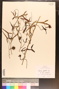 Ipomoea sagittata image