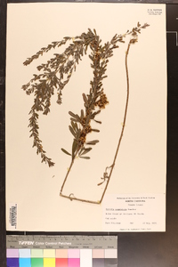 Cuscuta campestris image