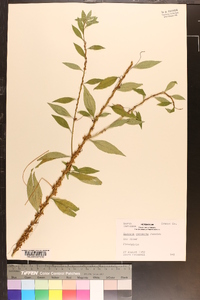 Cuscuta compacta image