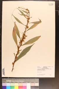 Cuscuta gronovii image