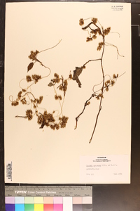 Cuscuta gronovii image