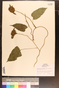 Jacquemontia tamnifolia image