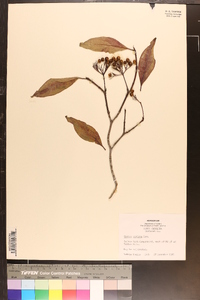 Cornus stricta image