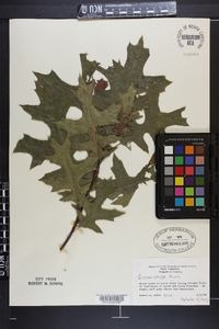 Quercus coccinea image