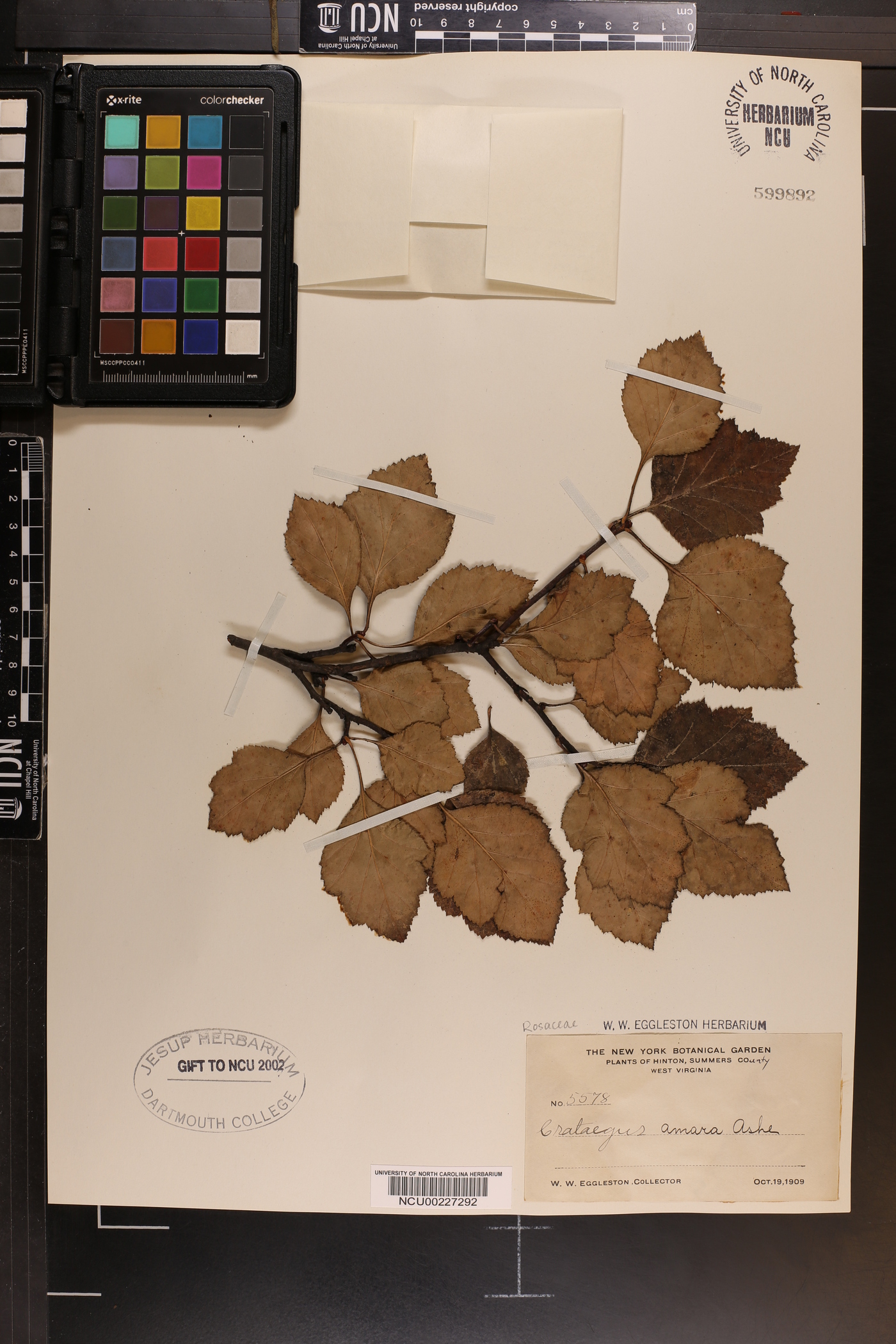 Crataegus amara image