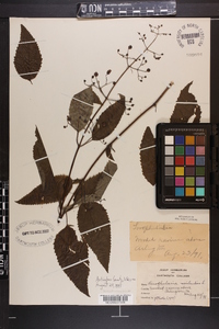 Scrophularia marilandica image