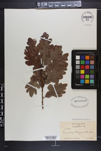 Quercus margaretta image