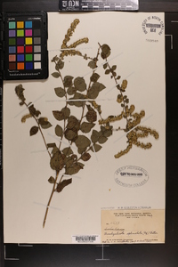 Solidago sphacelata image