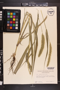 Setaria faberi image