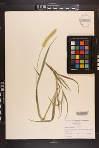 Setaria faberi image