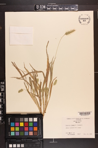 Setaria faberi image