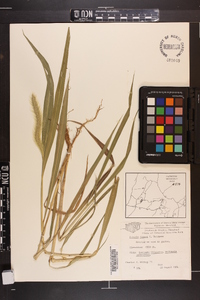 Setaria faberi image