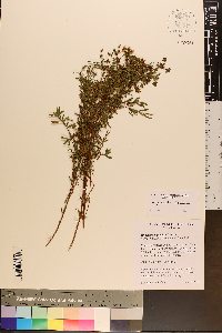 Hypericum galioides image