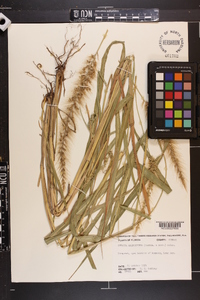 Setaria macrosperma image