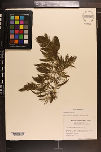 Ceratophyllum demersum image