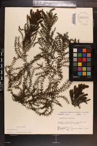 Ceratophyllum demersum image