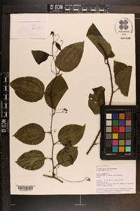 Smilax tamnoides image