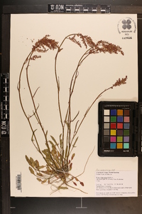 Rumex hastatulus image