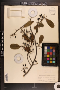 Nyssa sylvatica var. biflora image