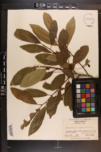 Nyssa sylvatica var. biflora image