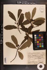 Nyssa sylvatica var. biflora image