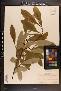 Nyssa sylvatica var. biflora image