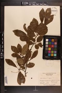 Nyssa sylvatica var. biflora image