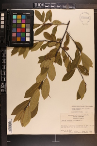 Nyssa sylvatica var. biflora image