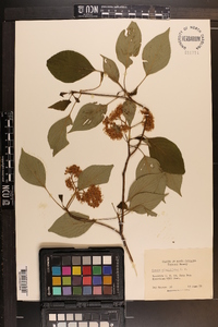 Cornus alternifolia image