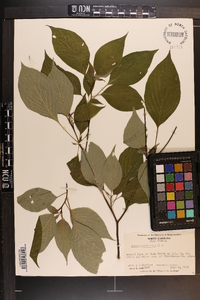 Cornus alternifolia image