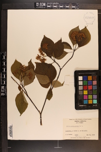 Cornus alternifolia image