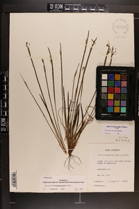 Sisyrinchium mucronatum image